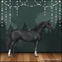 Horse Color:White Spotted Black 