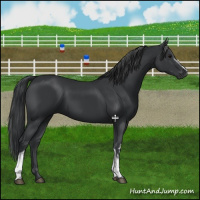 Horse Color:White Spotted Black 