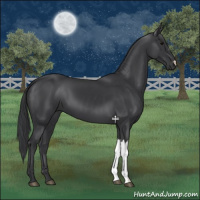 Horse Color:Black 