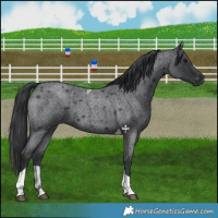 Horse Color:Blue Roan Tobiano 