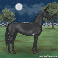 Horse Color:Black 