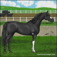 Horse Color:Black 