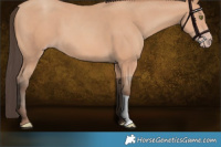 Horse Color:Amber Champagne 