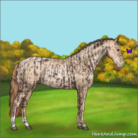 Horse Color:Liver Chestnut Rabicano  and Gold Champagne Pearl Rabicano 