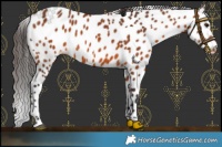 Horse Color:Bay Appaloosa