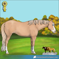 Horse Color:Gold Champagne Splash 