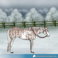 Horse Color:Silver Black Sabino 