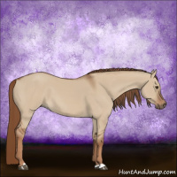 Horse Color:Red Dun 