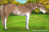 Horse Color:Chestnut Sabino 