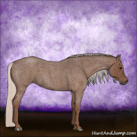 Horse Color:Silver Blue Roan Sabino 