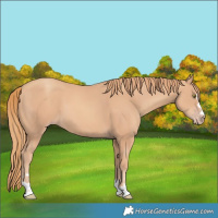 Horse Color:Gold Champagne 