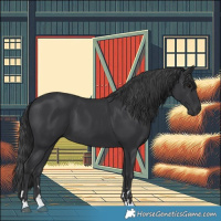 Horse Color:Black 