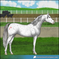 Horse Color:Black Tobiano Appaloosa
