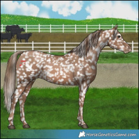 Horse Color:Black Pearl Appaloosa