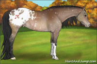 Horse Color:Bay Appaloosa
