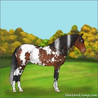 Horse Color:White Spotted Brown Varnish Rabicano 