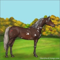 Horse Color:White Spotted Silver Brown 