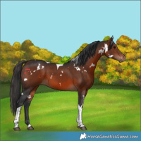 Horse Color:White Spotted Brown Tobiano 
