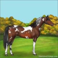 Horse Color:White Spotted Bay Tobiano Appaloosa 