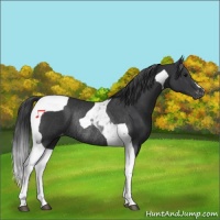 Horse Color:Black Tobiano Appaloosa Rabicano 