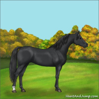 Horse Color:Black 