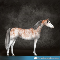Horse Color:White Spotted Bay Splash  and White Spotted Bay Splash 