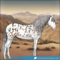 Horse Color:Bay Dun Splash Appaloosa 