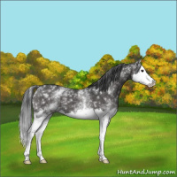 Horse Color:White Spotted Black Splash