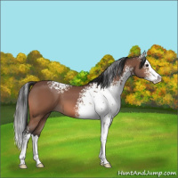 Horse Color:White Spotted Bay Splash