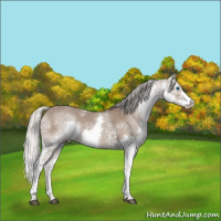 Horse Color:White Spotted Silver Grullo Splash
