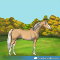 Horse Color:White Spotted Palomino Dun Splash