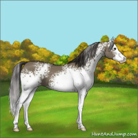 Horse Color:White Spotted Smoky Grullo Splash 