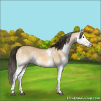 Horse Color:White Spotted Buckskin Dun Splash 