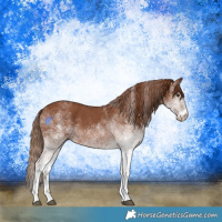 Horse Color:White Spotted Chestnut 