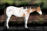 Horse Color:White Spotted Bay Appaloosa 