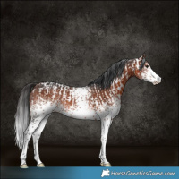 Horse Color:Bay Sabino Rabicano  and White Spotted Bay Sabino Rabicano 