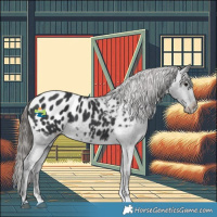 Horse Color:Black Appaloosa 
