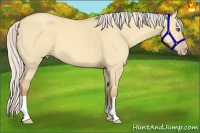 Horse Color:Silver Amber Champagne Dun 