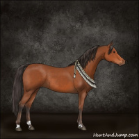 Horse Color:Bay Sabino Rabicano 