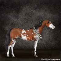 Horse Color:Bay Sabino Rabicano
