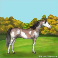 Horse Color:White Spotted Bay Splash