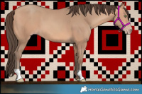 Horse Color:Amber Champagne 