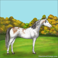 Horse Color:White Spotted Buckskin Splash 