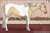 Horse Color:Silver Bay Dun Tobiano 