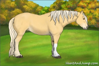 Horse Color:Palomino