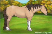 Horse Color:Amber Champagne Tobiano Rabicano 