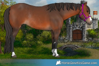 Horse Color:Bay Rabicano 