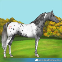 Horse Color:Black Tobiano Appaloosa 