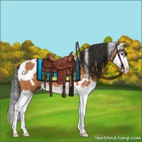 Horse Color:White Spotted Bay Splash 