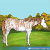 Horse Color:Chestnut Sabino Splash 